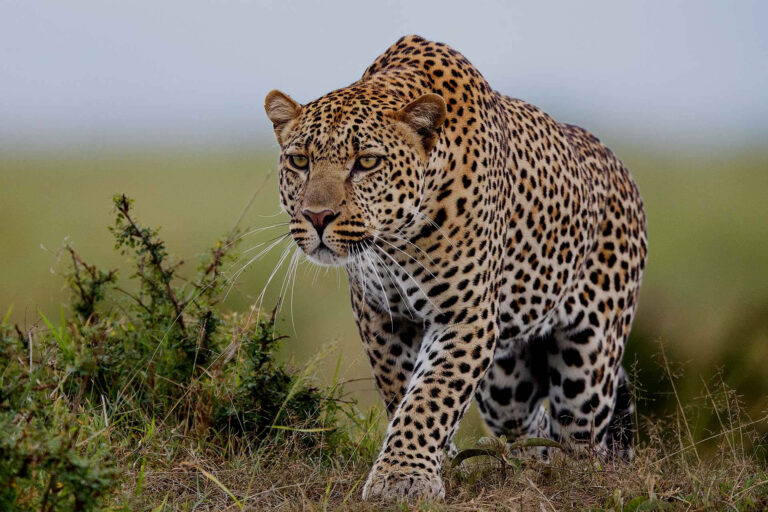 Leopard prowling during Nairobi Safari Walk