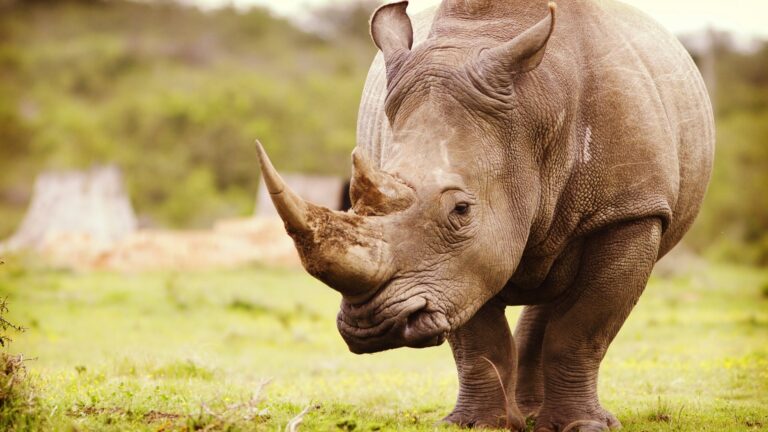 Rhino at Nairobi Safari Walk