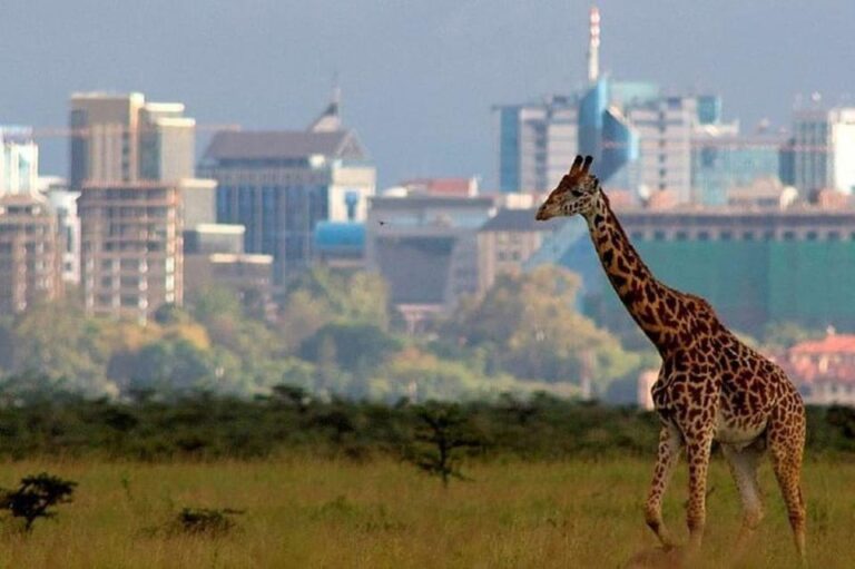 Giraffe in Nairobi National Park with city skyline