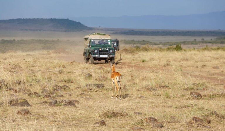 Antelope crossing in front of safari jeep in Nairobi grassland.