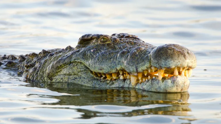 Crocodile swimming in the Zambezi River