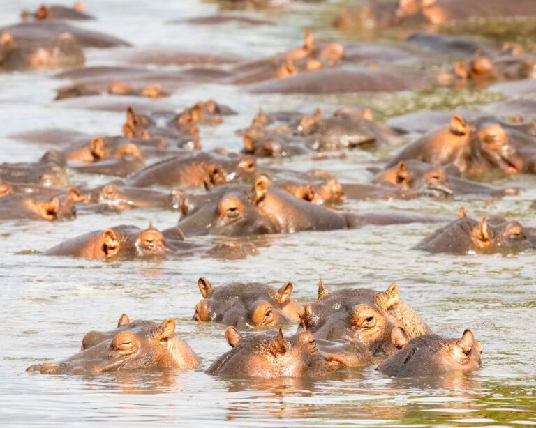 Group of hippos in the water in East Africa