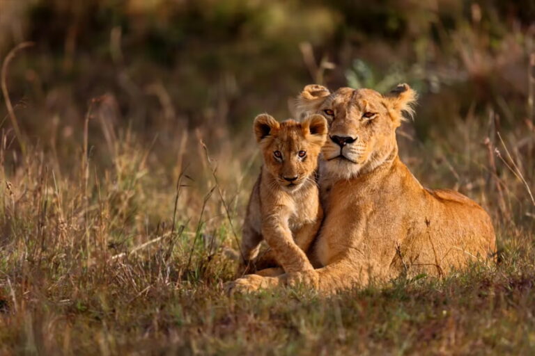 Lioness and cub resting in the grass