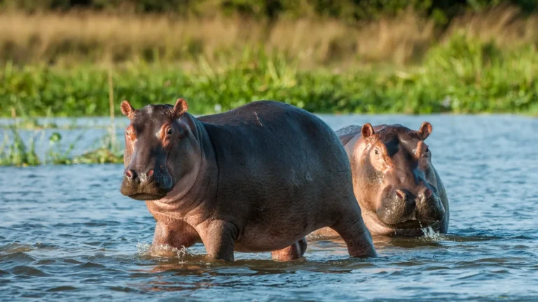 Two hippos in East African river