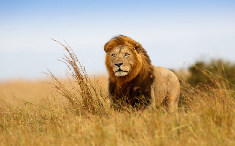 Lion standing in the Maasai Mara savanna.