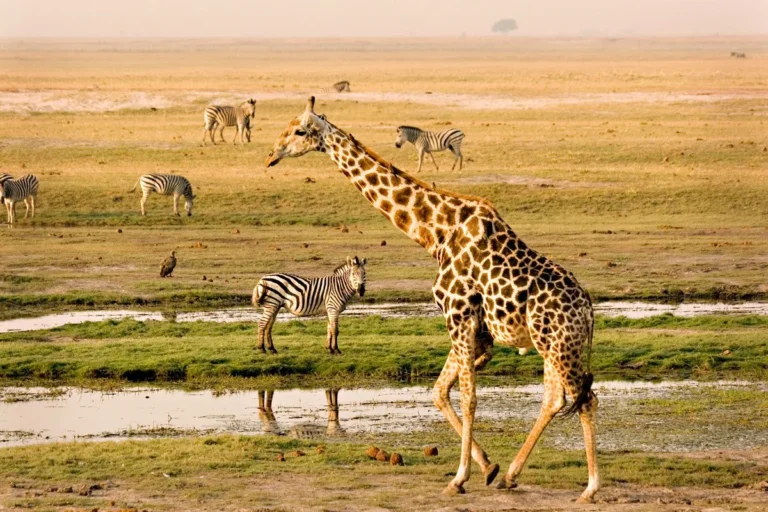 Giraffe and zebras in Chobe National Park