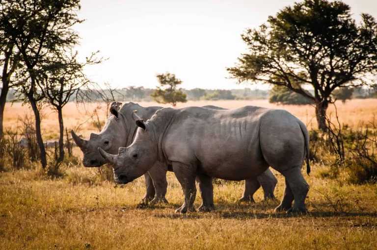 Two rhinos in the African savannah during a safari.