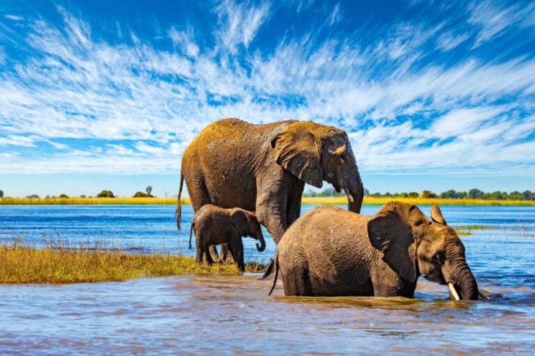 Elephants by the river in Chobe National Park.