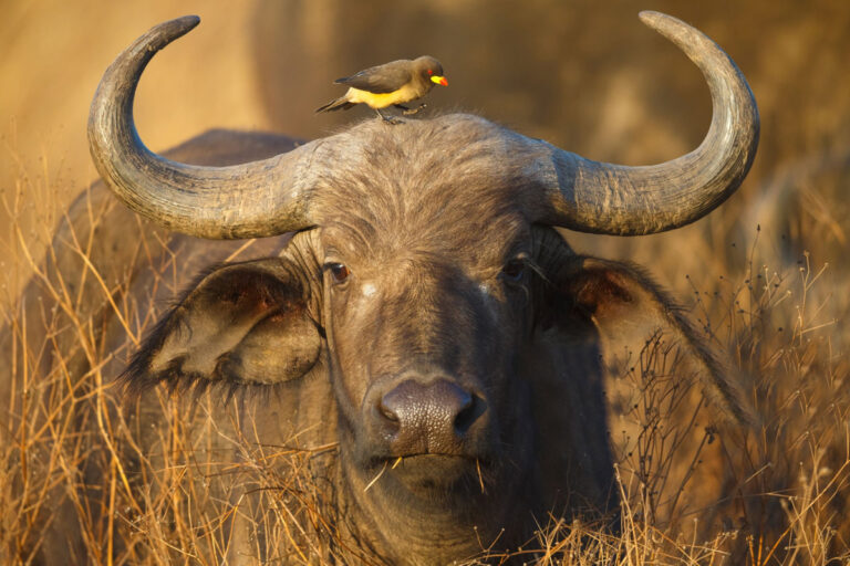African buffalo with oxpecker on its head in East Africa.