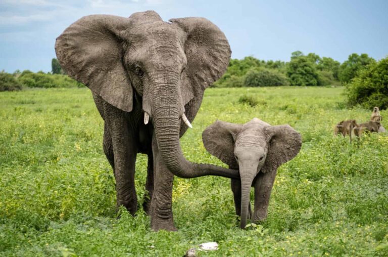 African elephants in a lush green field during a safari.