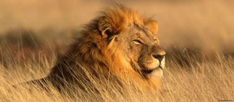 Lion resting in the savanna of East Africa