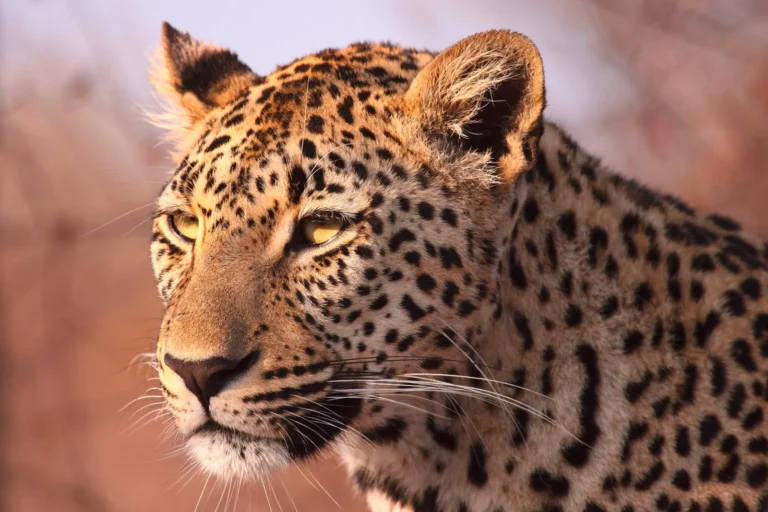 Close-up of a leopard in East Africa