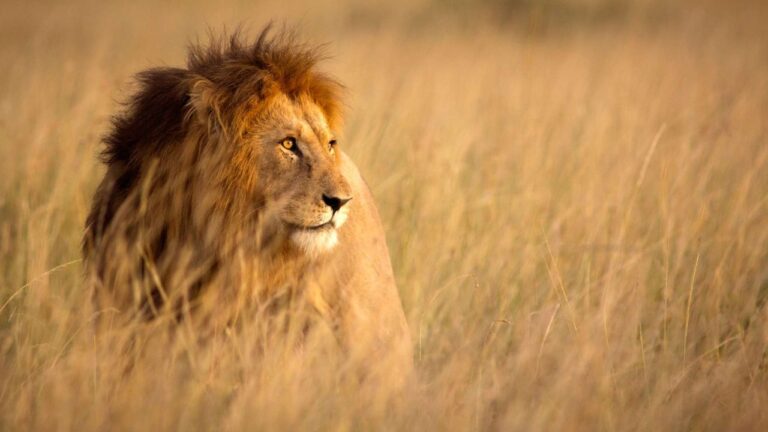Lion in the African savanna