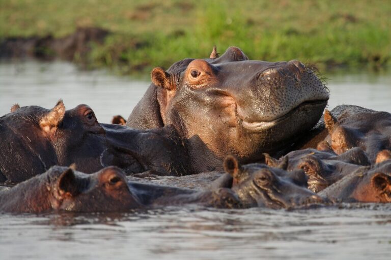 Hippopotamuses in water at Chobe National Park