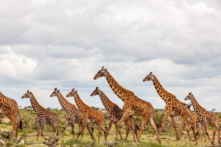 Giraffes walking in their natural habitat on a safari.