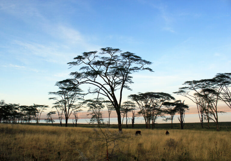 Acacia trees in Aberdare National Park at sunrise