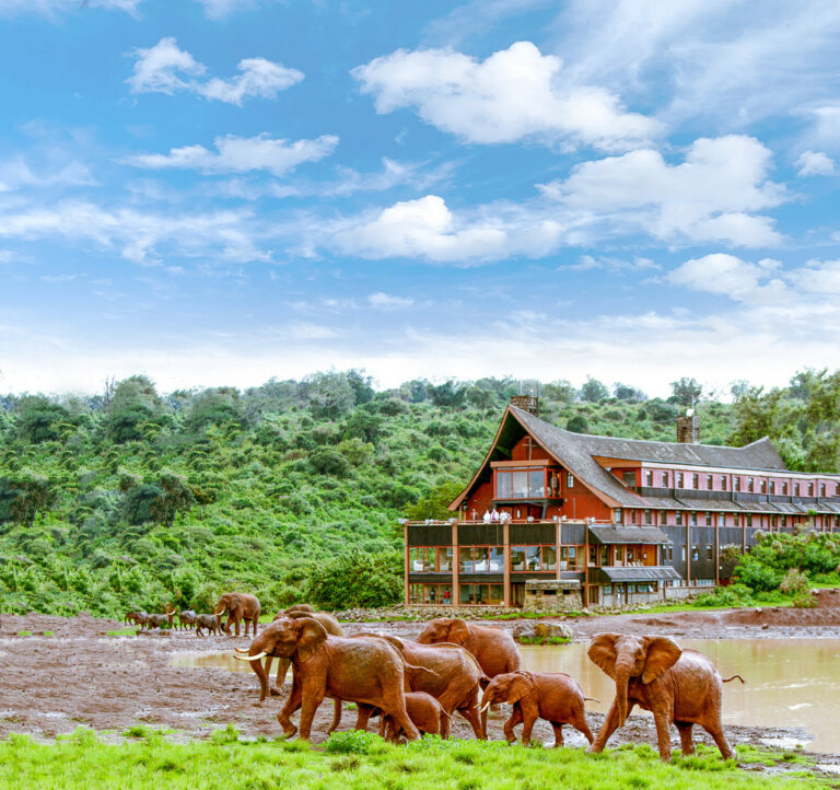 Elephants near Treetop Ark Hotel