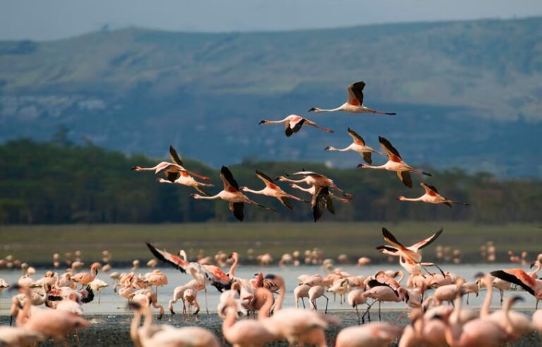 Flamingos at a lake in Kenya.