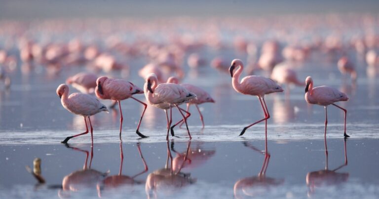 Flamingos wading in a lake in Kenya.