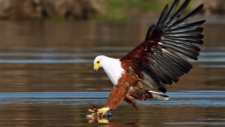 African Fish Eagle swooping over Lake Naivasha.