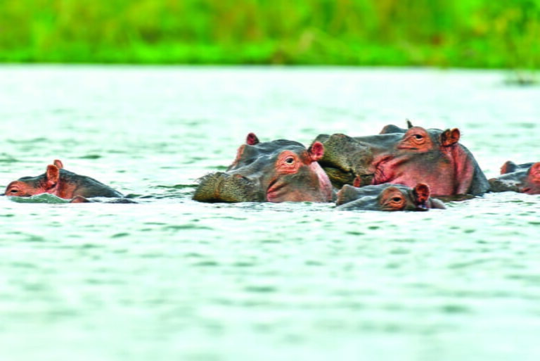 Hippos in Naivasha National Park, Kenya