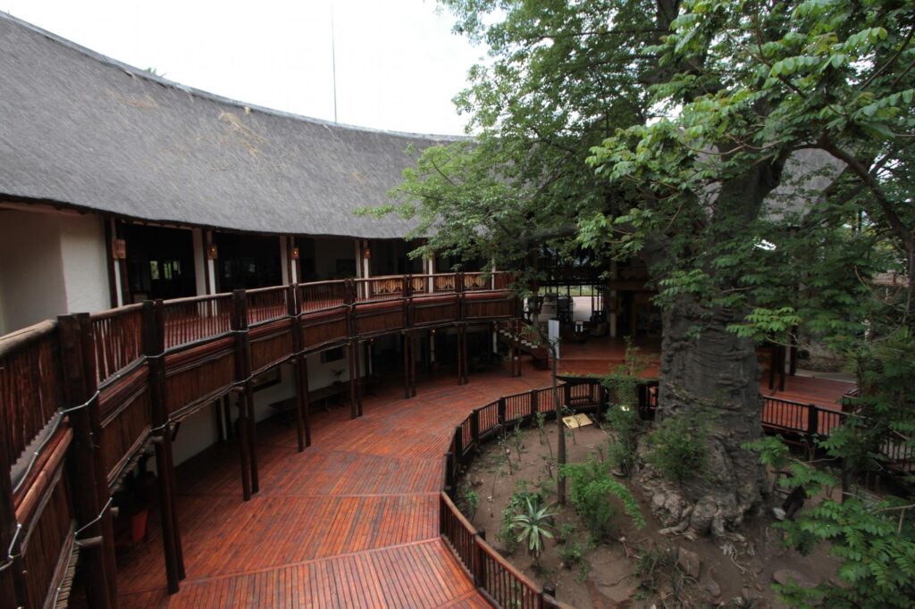 Eco-friendly architecture at Mowana Hotel with a large baobab tree.