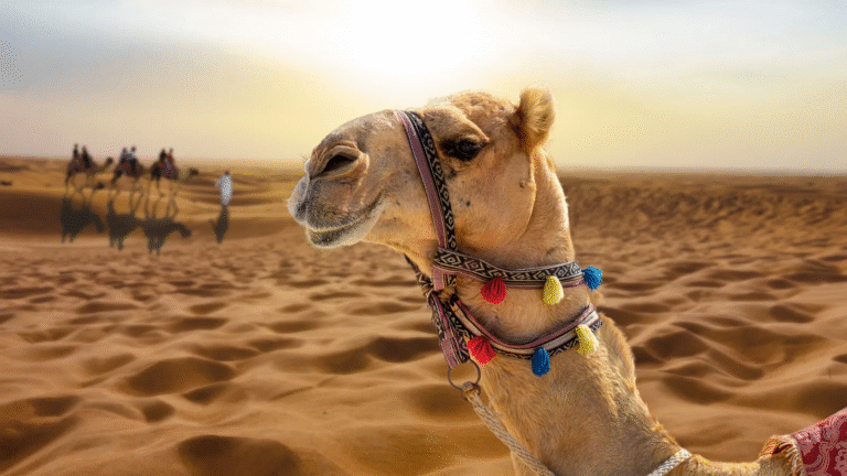 Camel in the desert with a group on a safari in the background.