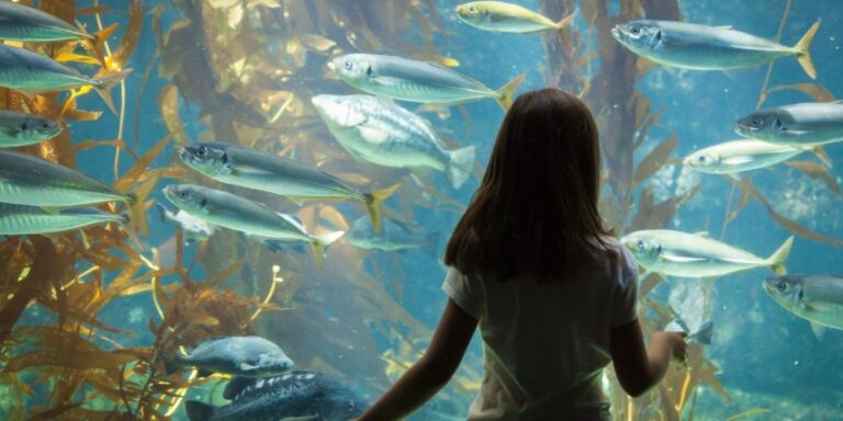 Child observing fish in an aquarium.