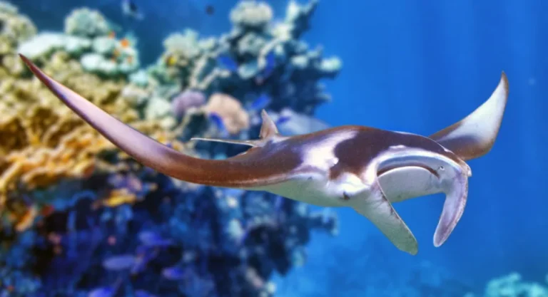 Manta ray swimming near coral reef in the Maldives