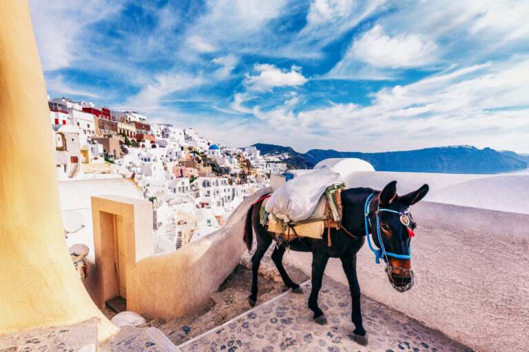 Donkey on a path in Santorini, Greece.