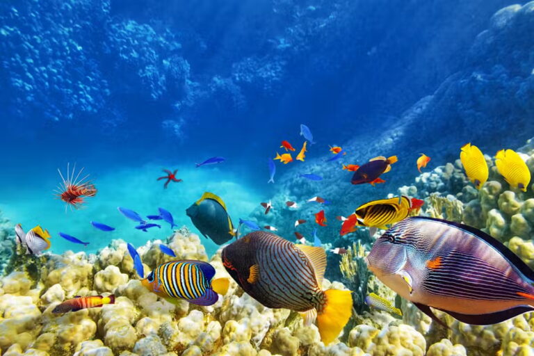 Colorful fish swimming in the Red Sea, Hurghada.