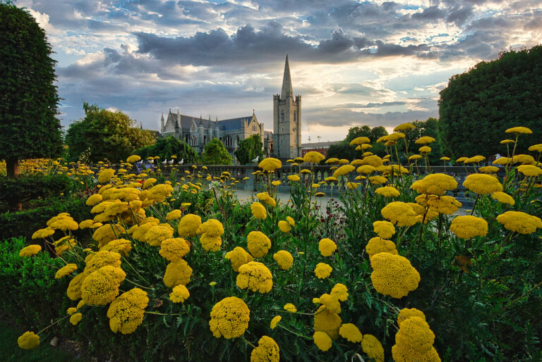 Yellow flowers in garden with cathedral in the background