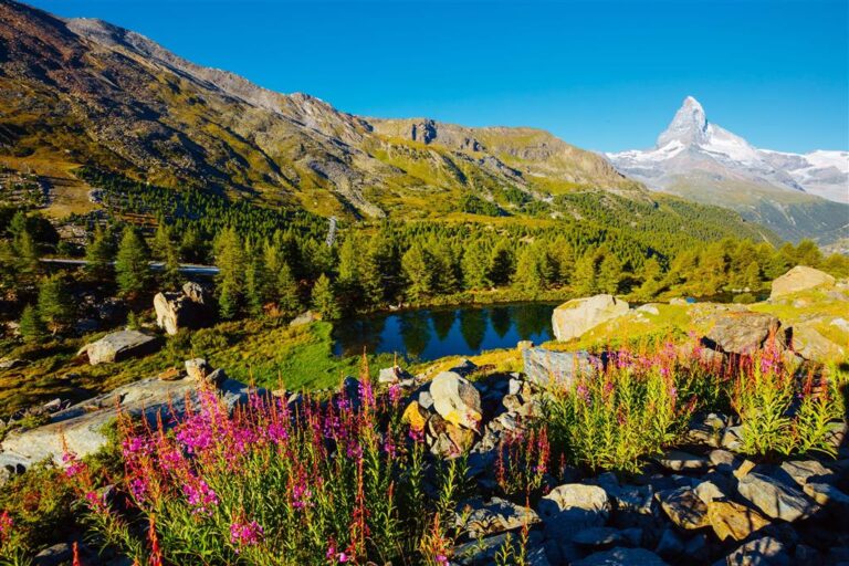 Scenic view of Matterhorn with wildflowers and a lake