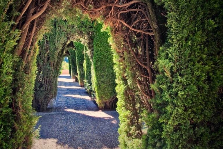 Tree-covered archway in Alhambra Palace Garden, Spain