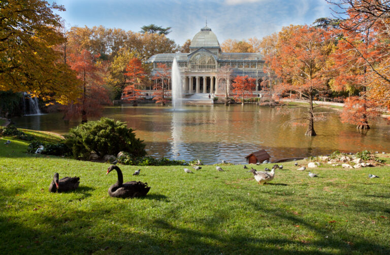 Black swans near Palacio de Cristal in Retiro Park, Madrid.