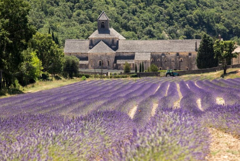 Lavender fields and Gordes Abbey in Provence, France
