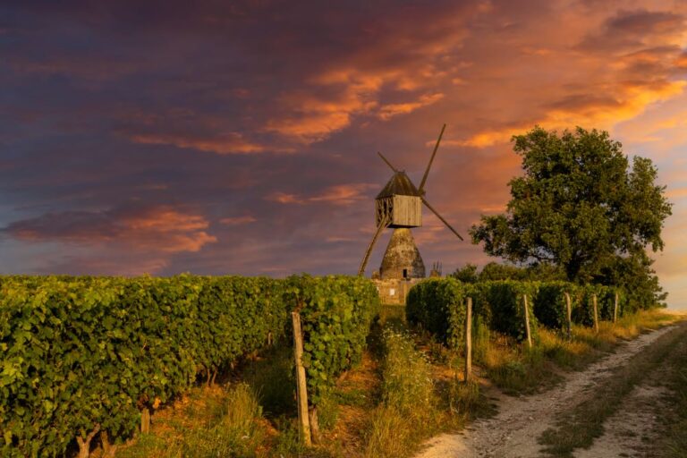 Vineyard with windmill at sunset in Loire Valley, France