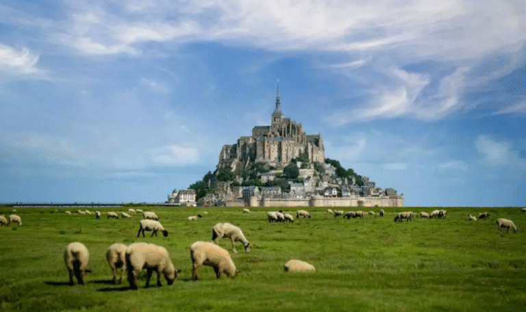 Mont Saint-Michel with sheep grazing in the foreground