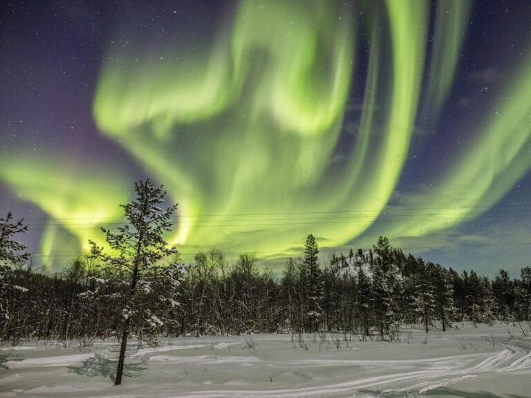 Northern Lights over snowy forest at night