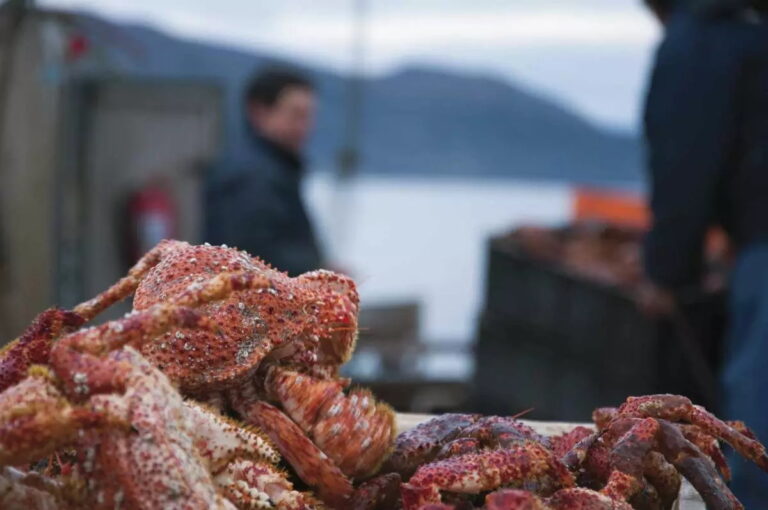 King crab on a fishing boat in the Arctic.