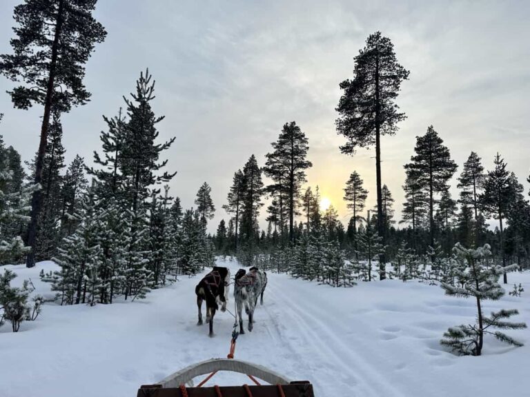 Huskies pulling a sled through a snowy forest.