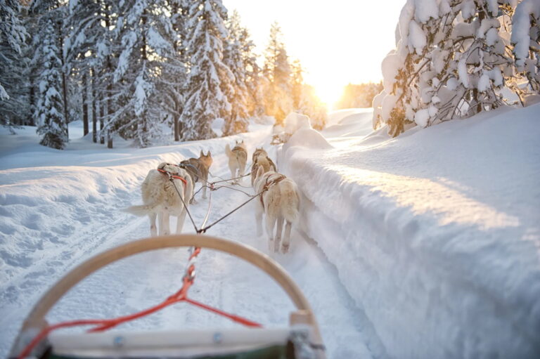 Husky sledding through a snowy forest in the Arctic.
