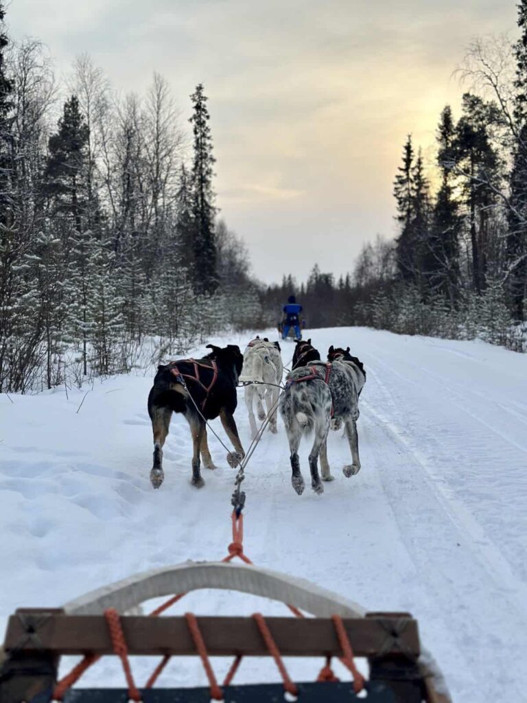Husky sledding through snowy forest