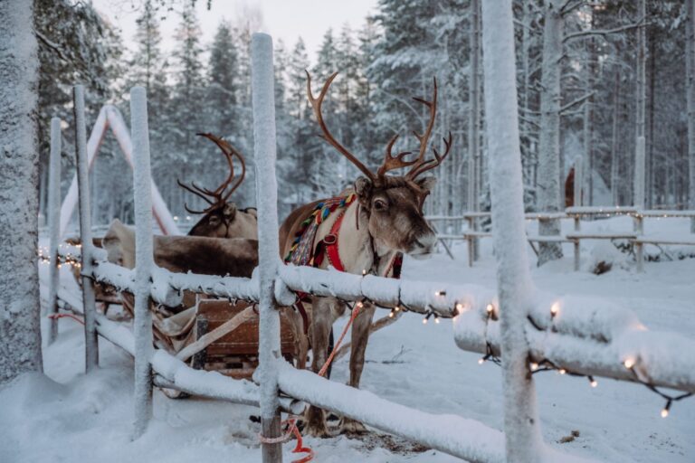 Reindeer pulling a sledge in snowy forest
