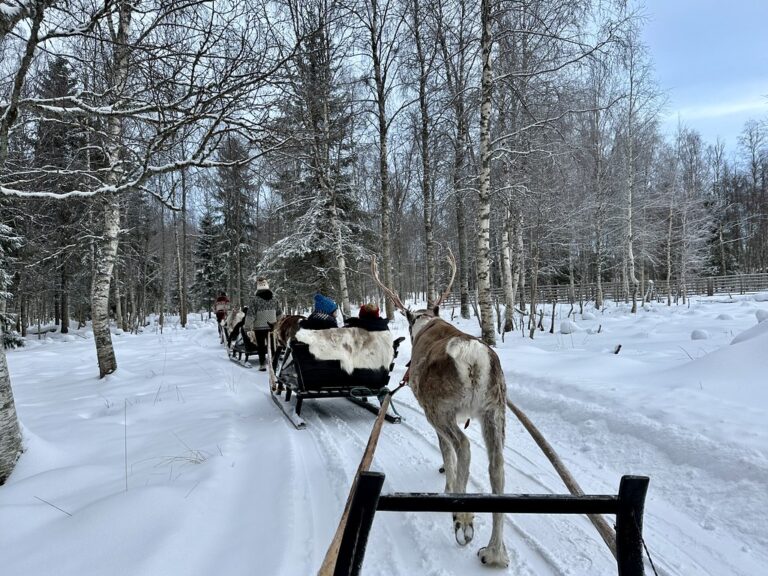 Reindeer pulling sleds through snowy forest.