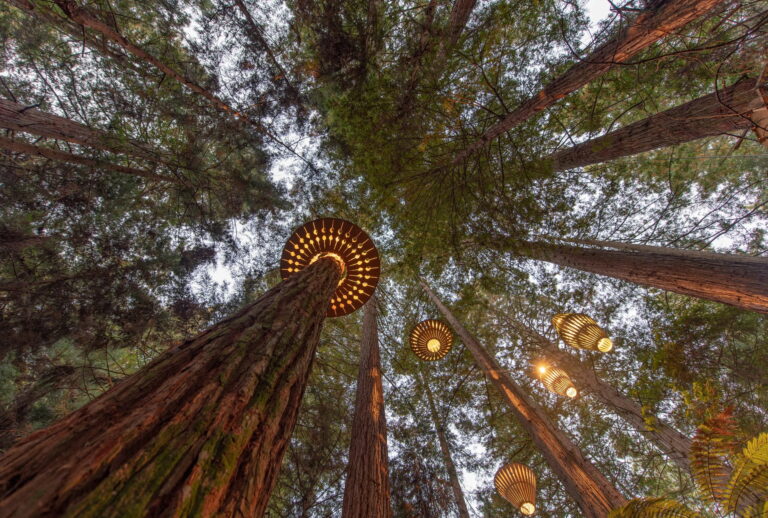Redwood Forest in New Zealand on day 4