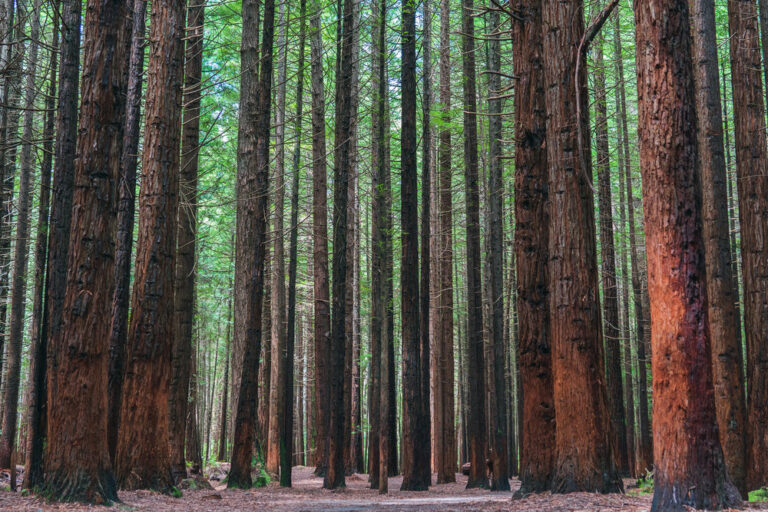 Redwood Forest in New Zealand on Day 4