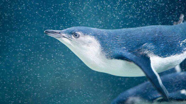 Little blue penguins in New Zealand