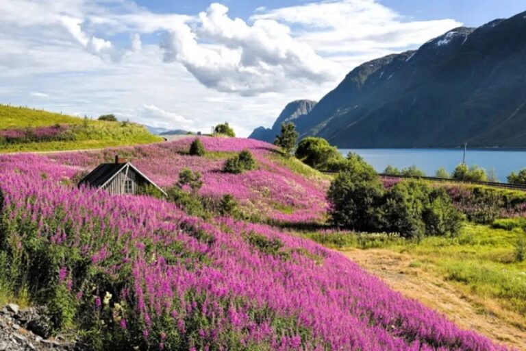 Scenic view of Sognefjord with purple flowers and cabin.