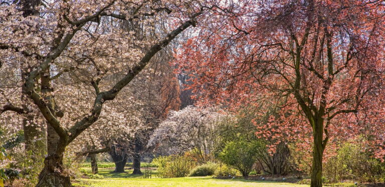 Hagley Park, New Zealand Day 5